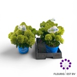 Hydrangea Hortensia pani bloomulus stratix 23cm