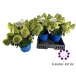 Hydrangea Hortensia pani bloomulus cirrus 23cm