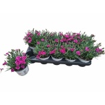 Dianthus Nelk picture perfect 12cm