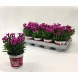 Dianthus Nelk picture perfect 10,5cm