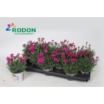 Dianthus Nelk picture perfect 10,5cm