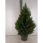 Picea glauca Kanada kuusk Magnifique 23cm