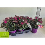 Hebe Puismailane Taharua 13cm