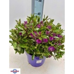 Hebe Puismailane horopito 23cm