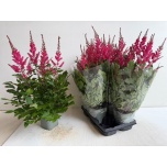 Astilbe aren jazzrock 14cm