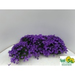 Campanula Kellukas port kosea karen 12cm