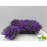Campanula Kellukas port kosea karen 14cm
