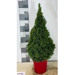 Picea abies conica Kanada kuusk 22cm