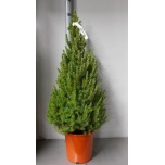 Picea glauca Kanada kuusk Conica 24cm