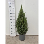 Picea glauca Kanada kuusk Conica 24cm