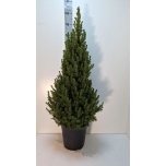 Picea glauca Kanada kuusk Conica 27cm