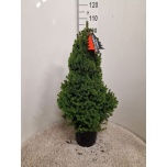 Picea glauca Kanada kuusk Conica 27cm