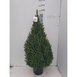 Picea glauca Kanada kuusk Conica 29cm