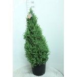 Picea glauca Kanada kuusk Conica 40cm