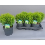 Thuja Elupuu occi danica 17cm