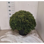Thuja Elupuu occi danica 33cm h60