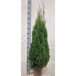 Thuja Elupuu Smaragd 24cm h135