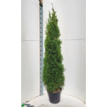 Thuja Smaragd 29cm