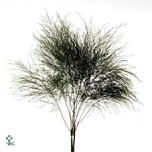 Treefern (asparagus virgatus) 60cm (pk)