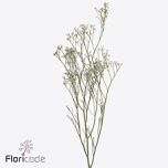 Pittosporum Ralphy 55cm (pk)