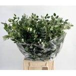 Pittosporum Ralphy 55cm (pk)