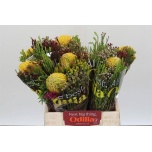 Leucospermum Nõelakera ov 40cm