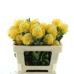 Nutans Leucospermum Nõelakera ov 50cm*5