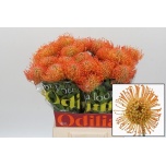 Leucospermum Nõelakera ov 50cm*10