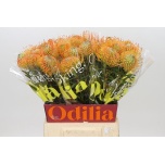 Leucospermum Nõelakera ov 50cm*5