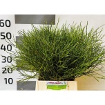 Vaccinium Mustika oks 45cm (pk)