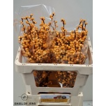 Ilex Golden verboom 50cm