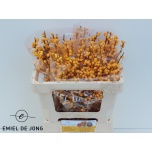 Ilex Golden verboom 50cm
