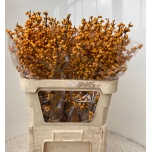 Ilex Gold Verboom 80cm