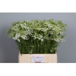Ammi Majus 65cm