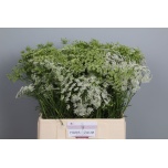 Ammi Majus 65cm