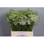 Ammi Majus 65cm