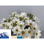 Cosmos Kosmos bipinnatus 45cm
