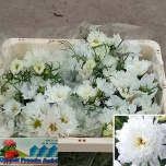 Cosmos Kosmos bipinnatus 45cm