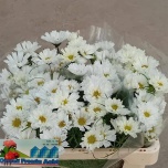 Cosmos Kosmos bipinnatus 55cm