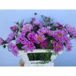 Cosmos Kosmos bipinnatus 55cm