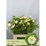 Cosmos Kosmos bipinnatus 60cm