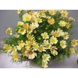 Cosmos Kosmos bipinnatus 65cm