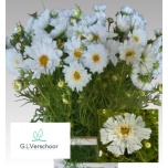 Cosmos Kosmos bipinnatus ov 70cm