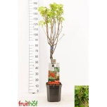 Ribes Sõstar rubrum jonkheer van tets 24cm
