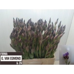 Iris Iiris Cup Race 60cm