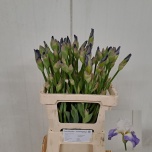 Iris Iiris Cup Race 60cm