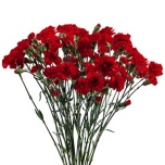 Dianthus Nelk SP ov 60cm