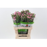 Dianthus Nelk SP ov 60cm