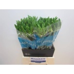 Ornithogalum thyr Sau-linnupiim mount fuji 55cm