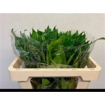 Cocculus laurifolius 50cm (pk)